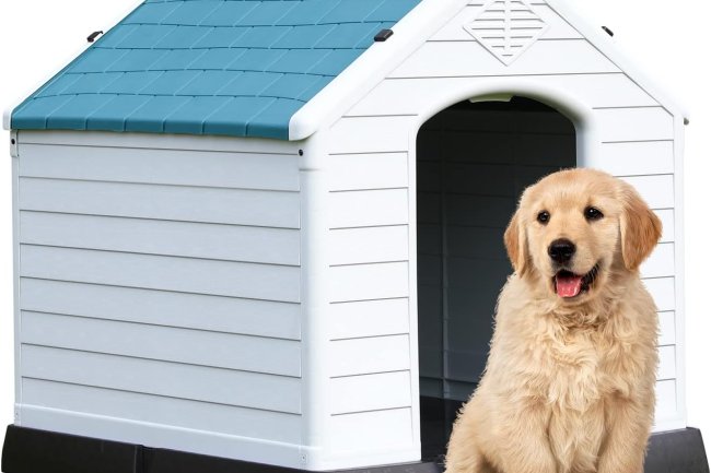 Adhi Kennel Pet Shop: Home to the Best Dogs for Sale & Premier Dog Kennels in Bangalore – Where Your Pet's Happiness Begins!