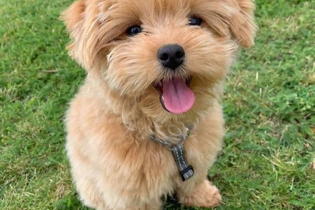 Adhi Kennel: Bangalore's Premier Dog Kennel & Trusted Source for Dogs for Sale in Bangalore – Where Every Paw Finds a Perfect Home