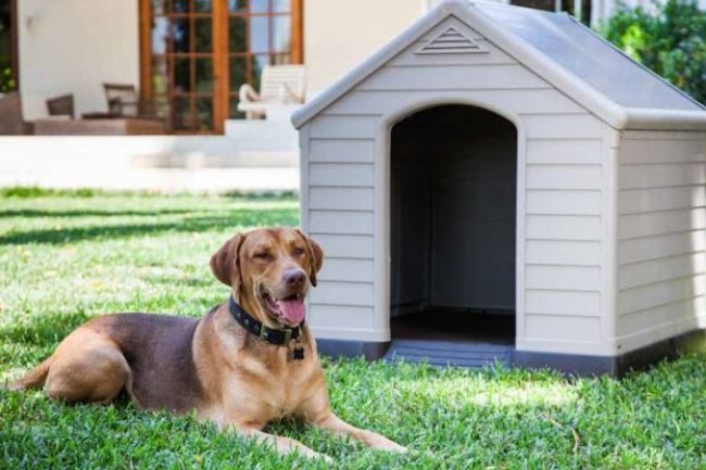 Unleashing Excellence: The Best Dog Kennels and Top Puppies for Sale in Bangalore at Adhi Kennel Pet Shop