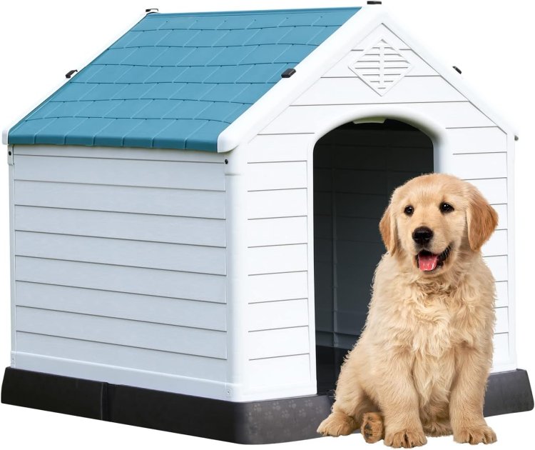 Adhi Kennel Pet Shop: Home to the Best Dogs for Sale & Premier Dog Kennels in Bangalore – Where Your Pet's Happiness Begins!