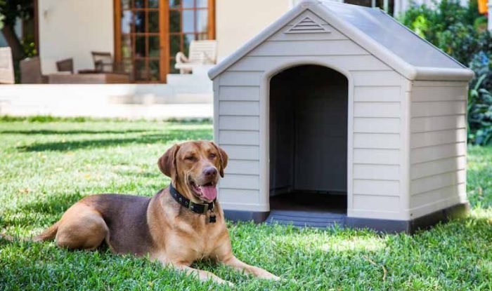 Unleashing Excellence: The Best Dog Kennels and Top Puppies for Sale in Bangalore at Adhi Kennel Pet Shop