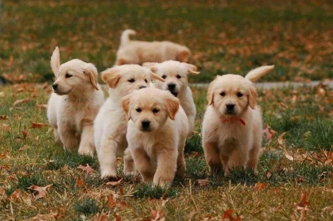 Healthy & Happy Puppies for Sale