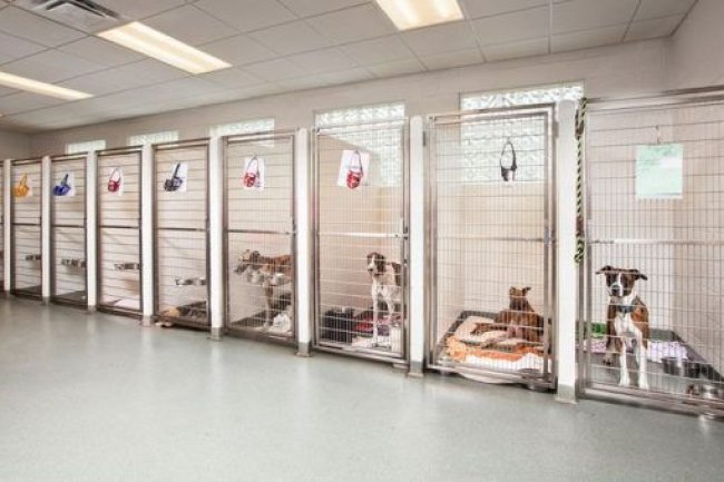 Top Pet Shop & Dog Kennel in Bangalore: Adhi Kennel - Where Your Pets Feel at Home - Quality Care for Every Tail!