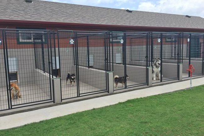 Adhi Kennel: Best Dog Kennel & Pet Shop in Bangalore - Premium Care for Your Furry Friends