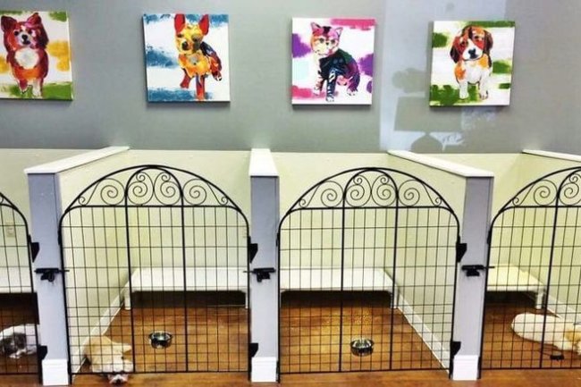 Top Pet Shop in Bangalore: Adhi Kennel Pet Shop | Your One-Stop Destination for Happy Pets and Quality Care