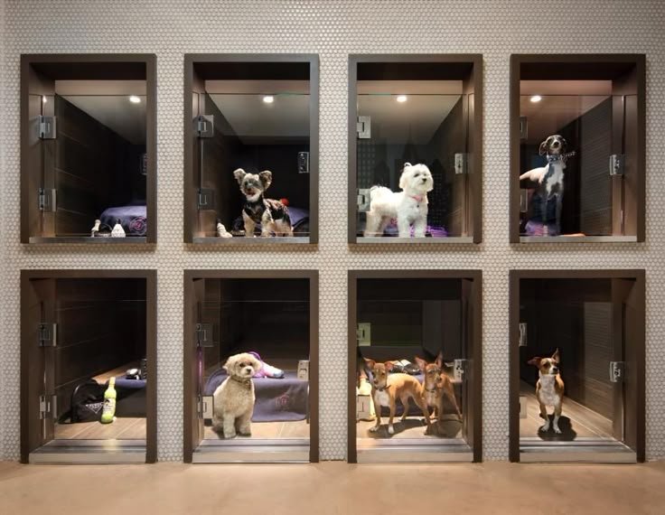 Best Dog Kennel in Bangalore: Adhi Kennel - Where Your Pup's Comfort Comes First