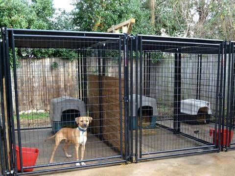 Top Dog Kennels in Bangalore: Adhi Kennel Pet Shop – Where Your Pet’s Comfort Meets Exceptional Care