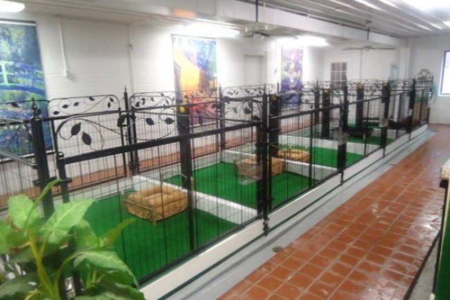 Bangalore’s Best Dog Kennel | Luxury Boarding for Happy Tails!