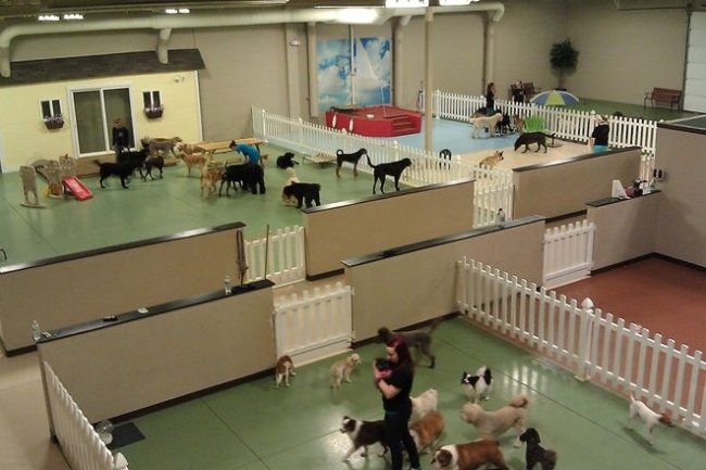 Premium Dog Kennel in Bangalore – Where Every Paw Gets VIP Care!