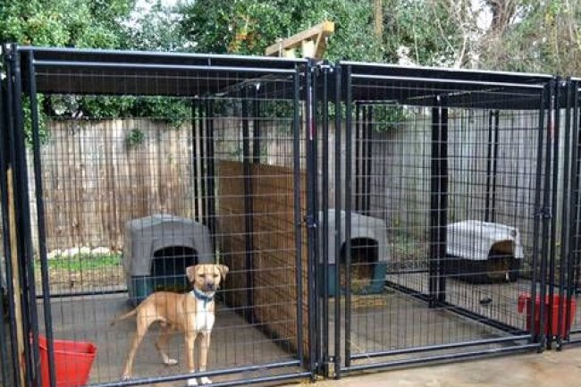 Pawsh Paradise: Bangalore’s Best Dog Kennel for Happy Tails | Adhikennel Pet Shop