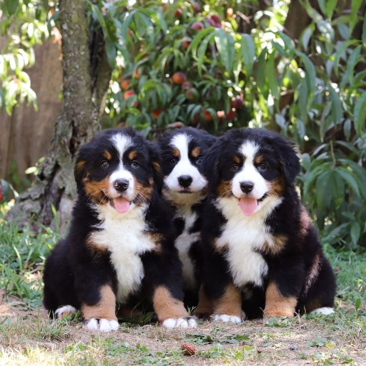 Elite Paws: Discover Purebred Puppies for Sale in Bangalore's Trusted Pet Haven