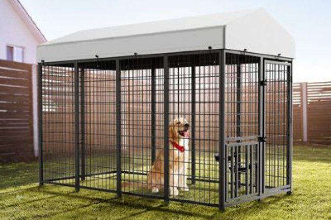 Bangalore’s Best-Kept Secret: Premium Dog Kennel Services You Can Trust