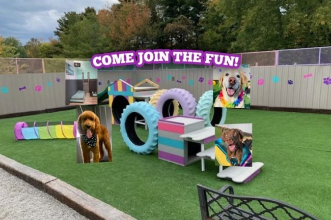 Best Dog Boarding in Bangalore | Adhikennel Pet Shop