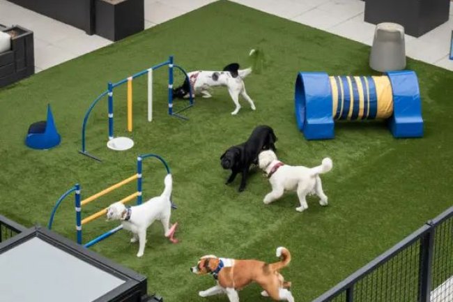 Top Dog Boarding Service in Bangalore – Where Your Pets Feel at Home