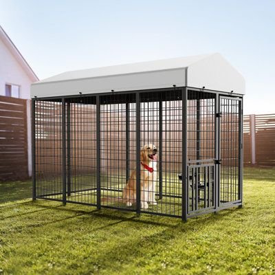 Bangalore’s Best-Kept Secret: Premium Dog Kennel Services You Can Trust