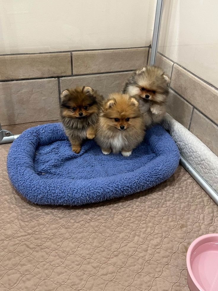 Puppies for Sale Near Me: Find Your Perfect Furry Friend Today!