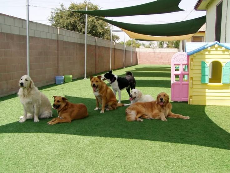 Dog Kennel Services in Bangalore – 24/7 Care & Spacious Facilities