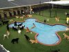 More Than Boarding: The True Value of Modern Dog Kennels