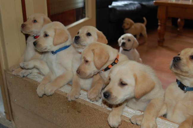 Bangalore’s Best Dog Breeder – Discover Adhikennel Pet Shop