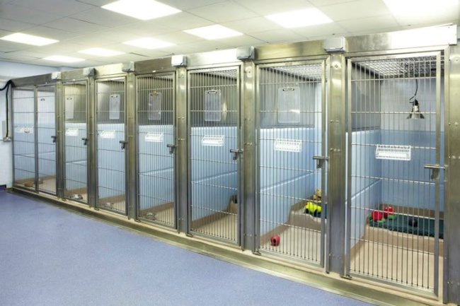 Safe & Hygienic Dog Kennels in Bangalore – A Home Away From Home for Your Pet