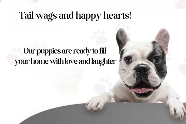 Top Breeding Mistakes Dog Breeders Should Know and Avoid