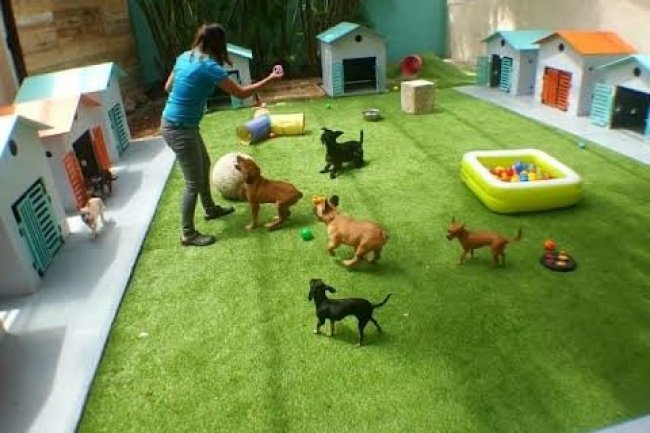 Top 10 Must-Have Things in a Modern Dog Kennel