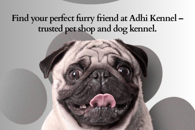 Find Your Perfect Furry Friend at Adhikennel Pet Shop in Koramangala, Bangalore