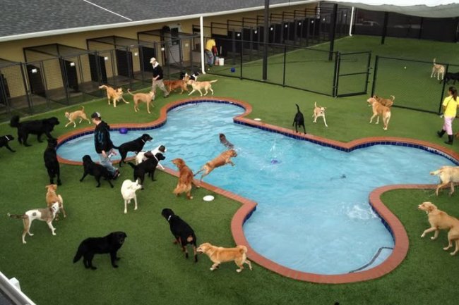 More Than Boarding: The True Value of Modern Dog Kennels