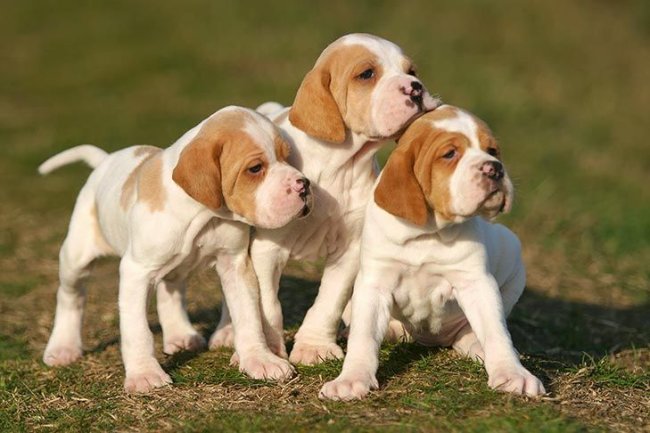 Not Just Breeders—Dog Lovers First