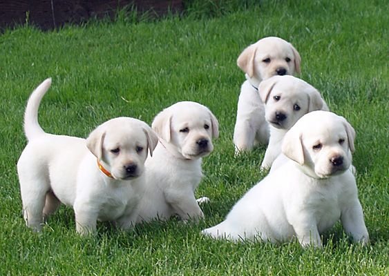 Puppy Breeder Bangalore – Adhikennel Pet Shop