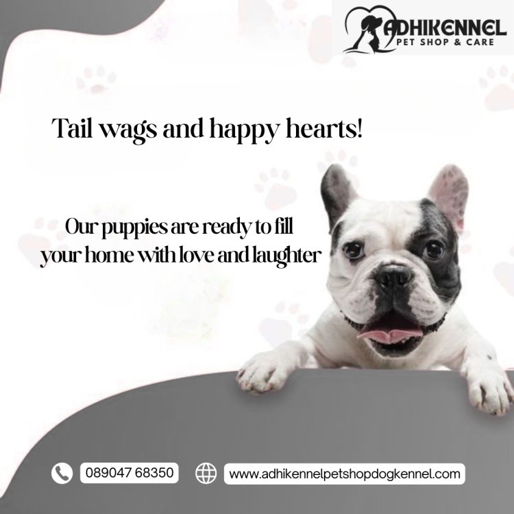 Top Breeding Mistakes Dog Breeders Should Know and Avoid