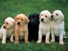Advantages of Labrador Dog Puppy – Labrador Puppy for Sale in Bangalore