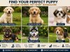 How to Choose the Right Puppy for Your Family in Bangalore