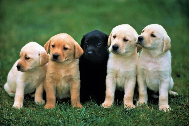 Advantages of Labrador Dog Puppy – Labrador Puppy for Sale in Bangalore